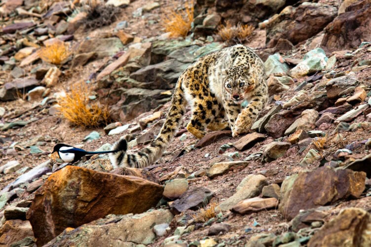 A snow leopard in India stealthily approaches a magpie on a rocky mountain slope, showcasing the elusive beauty of these magnificent creatures.