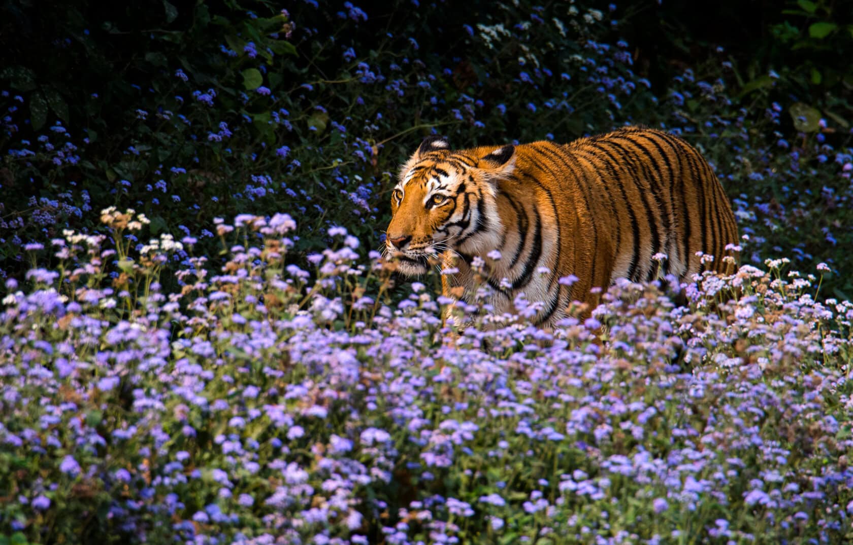 In India, a majestic tiger strolls through a field of purple flowers, its powerful form partially obscured by the delicate blossoms.