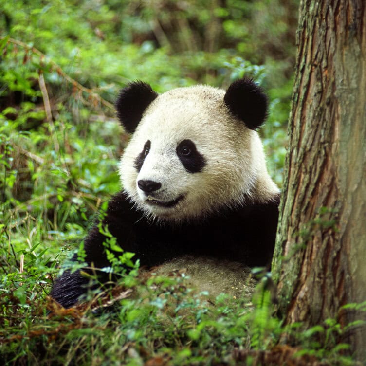 In a lush, green forest, a panda sits beside a tree, gazing thoughtfully to the side—one of those serene moments not to miss in 2025.