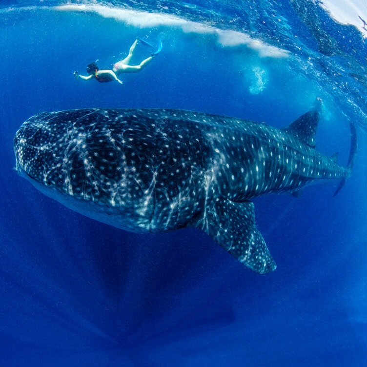 In a must-see moment of 2025, a swimmer glides near a majestic whale shark in the crystal-clear blue waters.