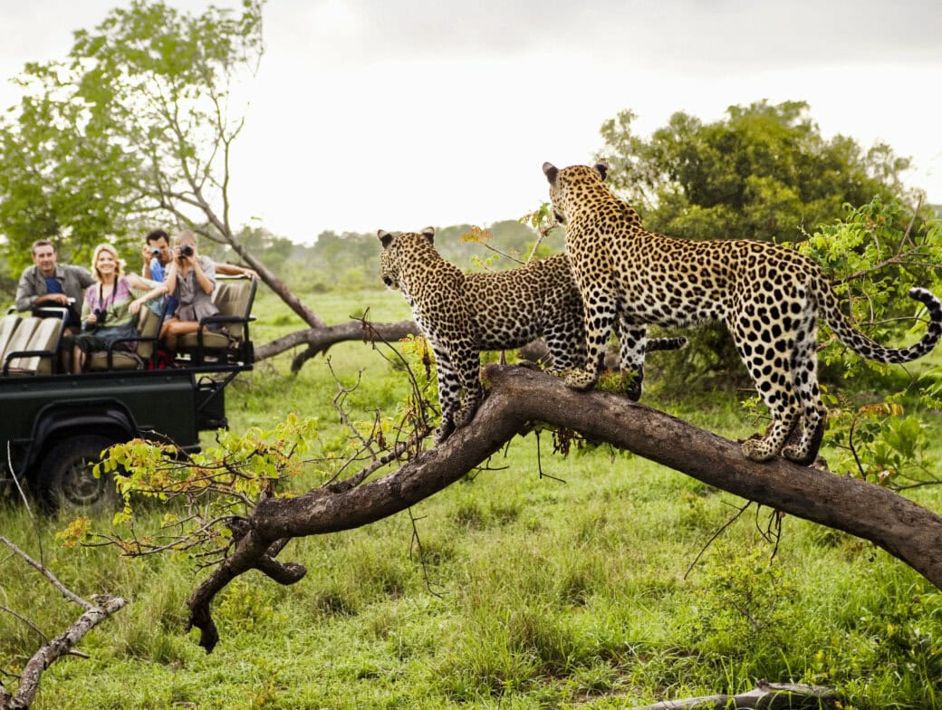 Two leopards stand on a tree branch while four people in a nearby safari vehicle observe them, surrounded by lush greenery.
