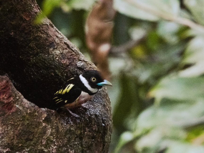 A small bird with a black head, white stripe, and blue beak perches at the entrance of a tree hole in Borneo. The background is filled with lush foliage, capturing the essence of Wildlife Adventures.