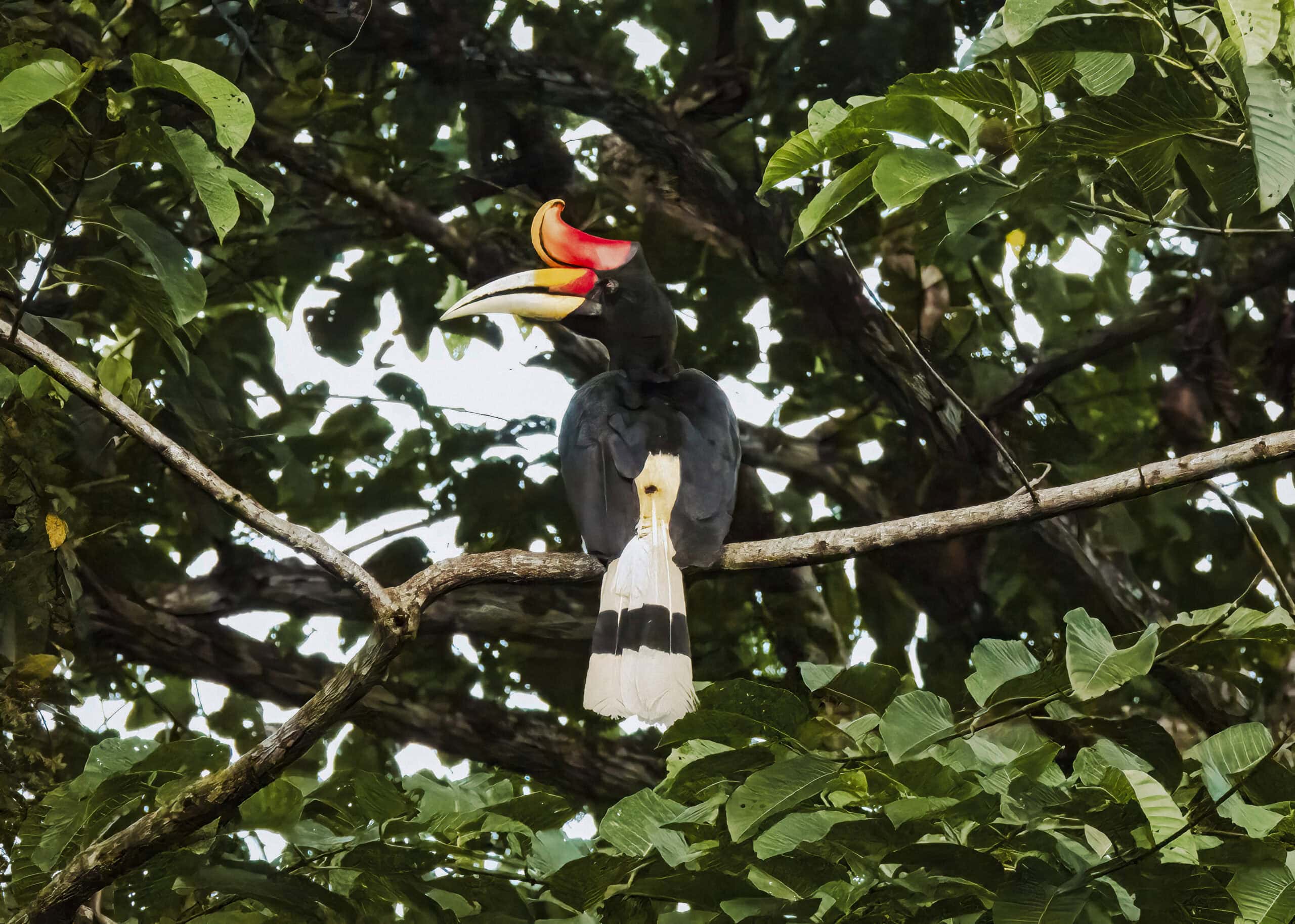 In the heart of Borneo, a rhinoceros hornbill with a striking red and yellow casque perches on a tree branch, surrounded by lush green leaves—a true gem for wildlife adventures.