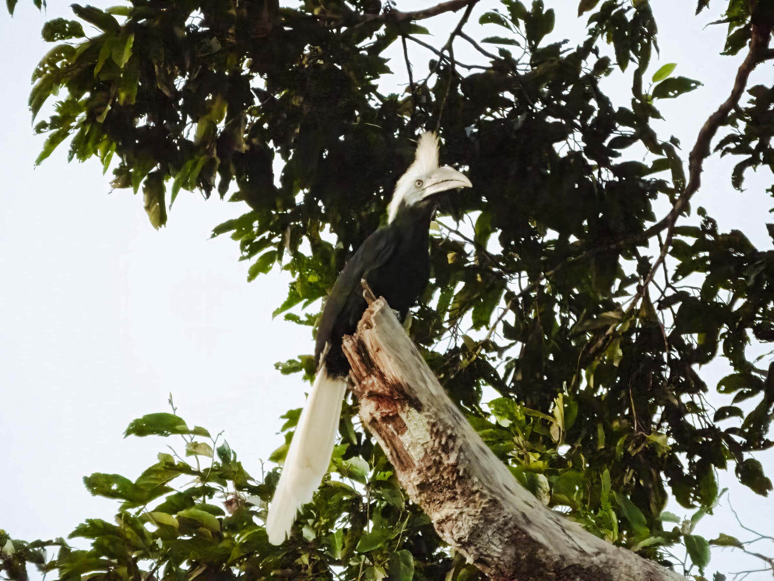 A black and white hornbill perched on a tree branch surrounded by green foliage offers a glimpse into Borneo's unique wildlife.