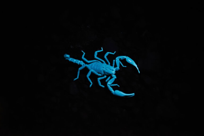Blue scorpion glowing under ultraviolet light on a black background, a mesmerizing sight for Wildlife Adventures enthusiasts seeking unique wildlife encounters.
