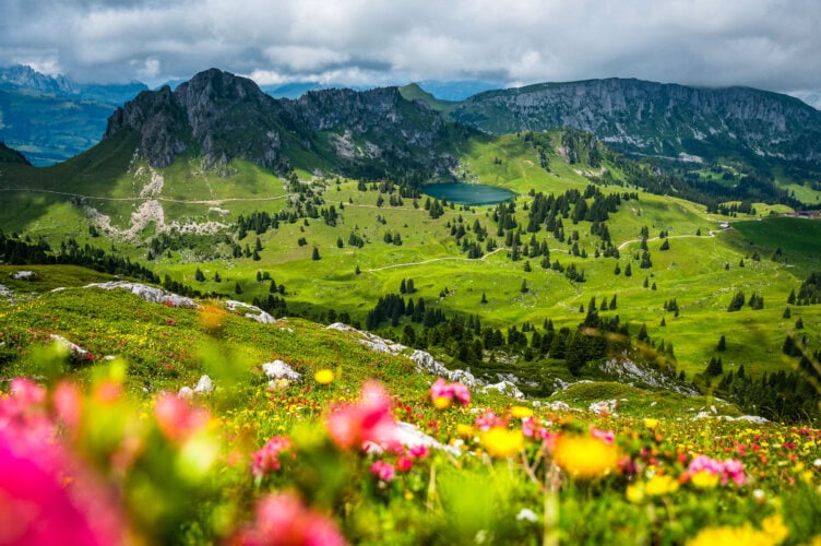 A captivating mountain landscape reminiscent of the Alps showcases green hills, a tranquil small lake, and scattered trees. In the vibrant foreground, colorful wildflowers bloom under a cloudy sky—a perfect scene for tourism and travel enthusiasts to explore.