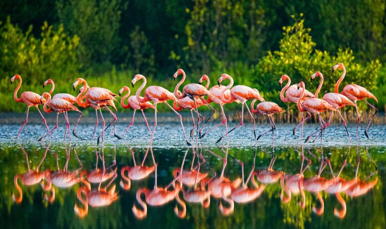 Amidst a lush green backdrop, a group of flamingos wade gracefully in the shallow water, their reflections dancing with elegance. This serene scene could easily belong to one of those hidden gems you'll discover as you learn how to travel legally to Cuba.