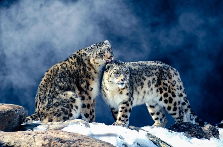 On a snowy rock in India, two of the top 15 elusive snow leopards stand close, as one gently licks the other's head against a misty blue background.