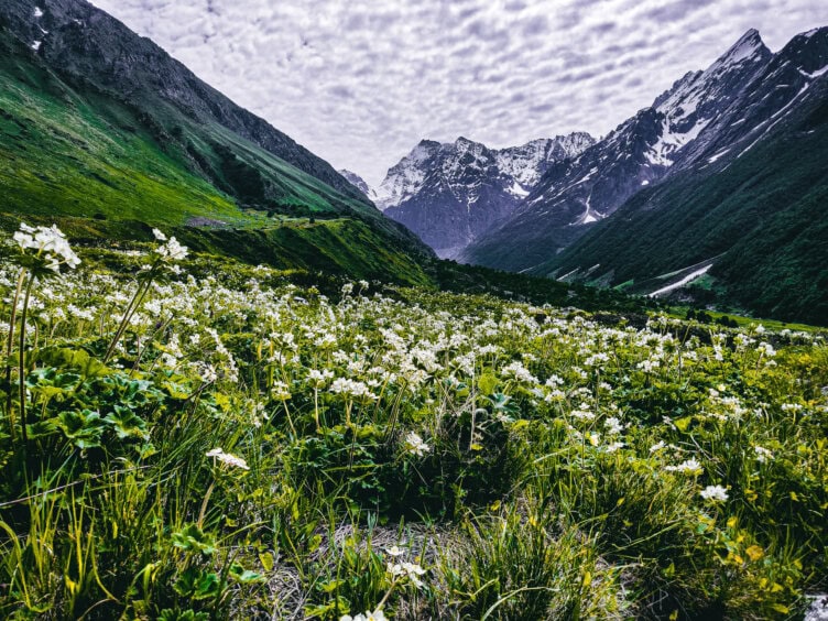 Explore a lush green valley in India, where white wildflowers dance in the foreground and snow-capped mountains rise under a cloudy sky. This captivating landscape beckons travelers seeking adventure and tranquil escape.