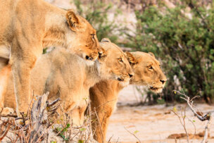 Three lionesses stand alert, side by side, in a dry, brushy landscape, their keen eyes watching over the great elephant migration.