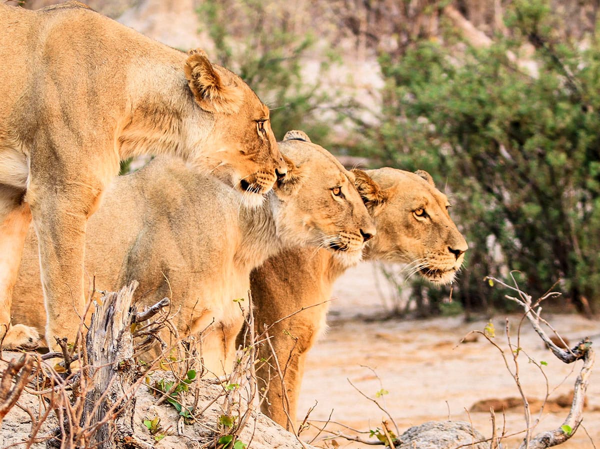Three lionesses stand alert, side by side, in a dry, brushy landscape, their keen eyes watching over the great elephant migration.