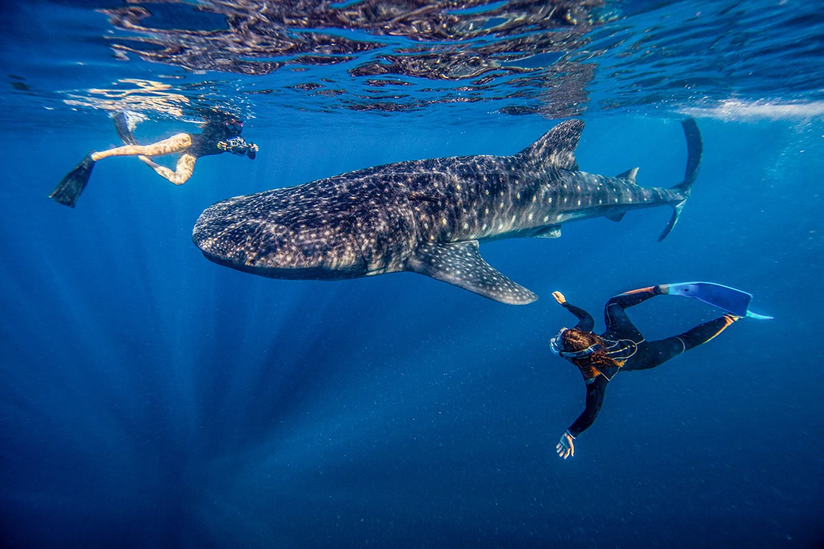 In July, two scuba divers gracefully swim near a majestic whale shark in the clear blue waters of Cenderawasih Bay.