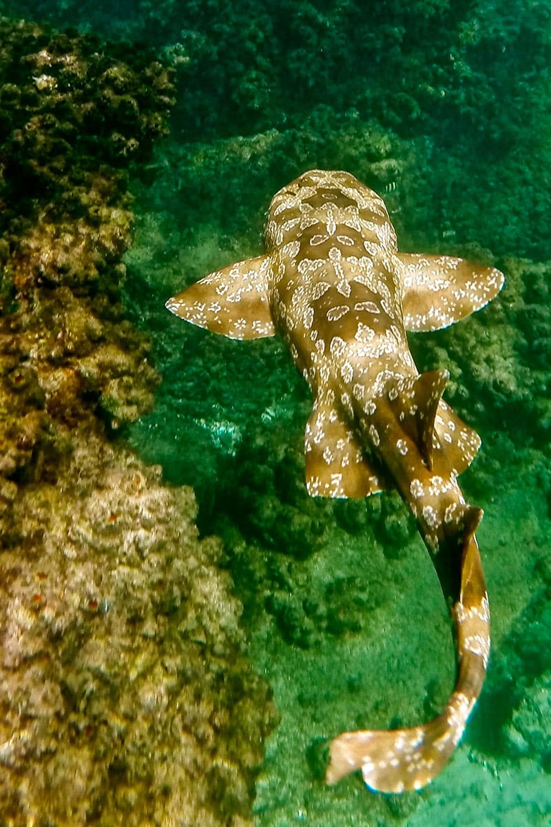 In July, while snorkeling in the crystal-clear waters of Cenderawasih Bay, I spotted a wobbegong shark gracefully swimming over the vibrant coral reef.