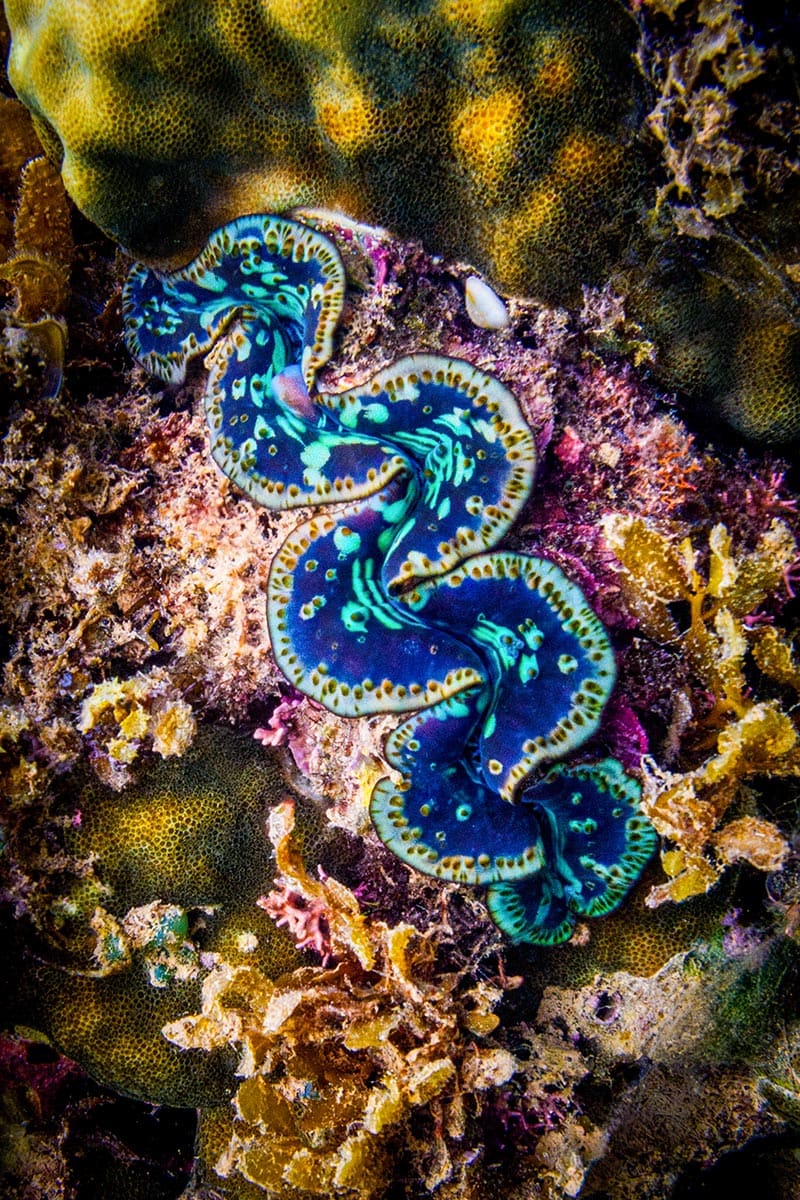 A vibrant giant clam with a blue and green patterned mantle nestles among coral and seaweed on the ocean floor, a delightful sight for anyone snorkeling in Cenderawasih Bay.