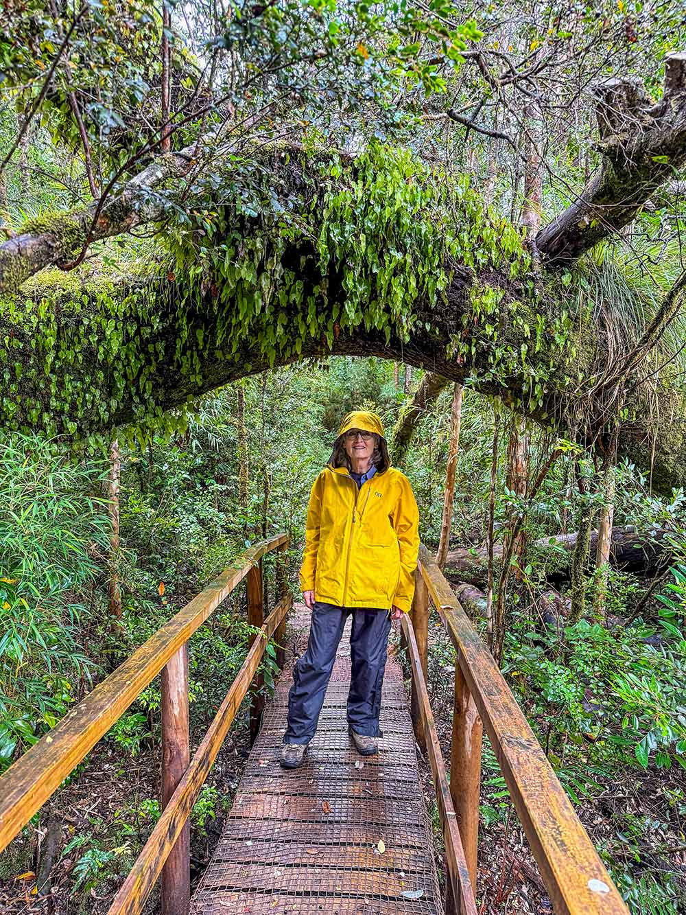 A traveler in a yellow rain jacket stands on a wooden bridge in a lush forest, beneath a moss-covered tree arch.