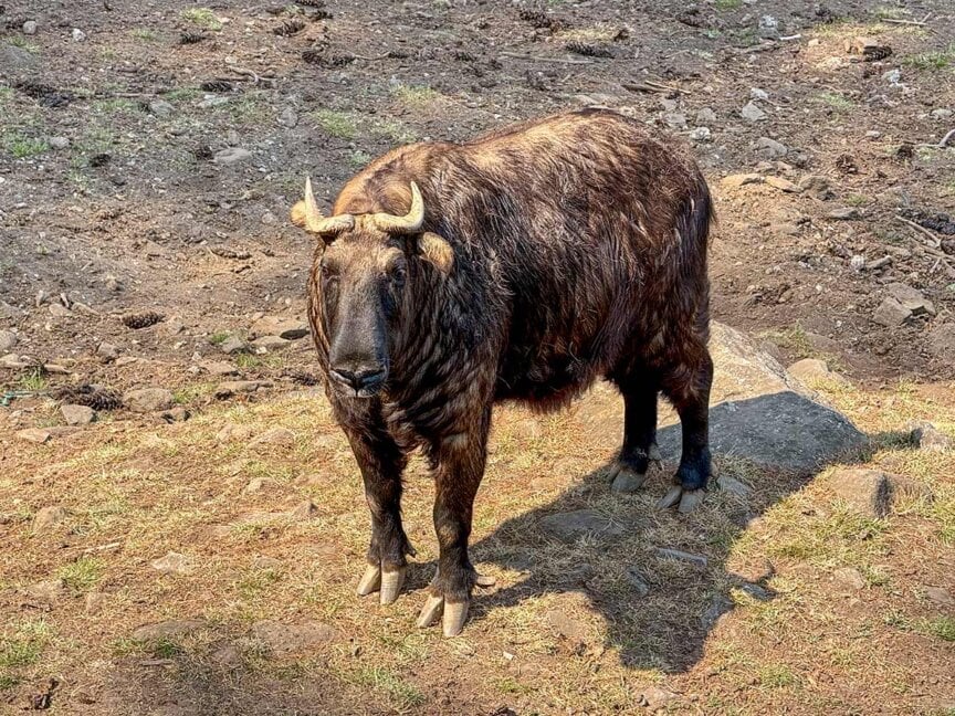 A brown, shaggy-haired muskox with curved horns stands on dry, rocky ground, casting a shadow—a captivating sight reminiscent of a Hiking Bhutan adventure.