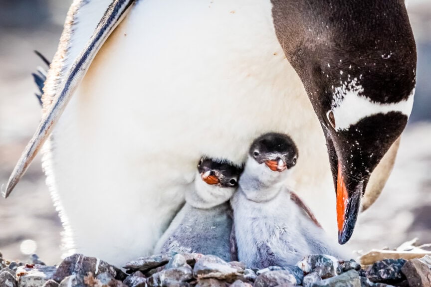 An adult penguin shelters two fluffy chicks under its body while standing on a rocky surface, with the chicks looking outward—a heartwarming scene you might witness on an Antarctica tour.