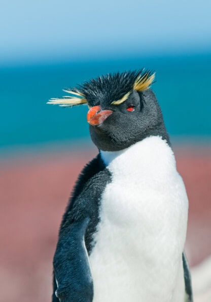 A close-up of a rockhopper penguin with yellow feather crests, a red eye, and an orange beak, spotted during an Antarctica tour, standing outdoors with a blurred blue and brown background.