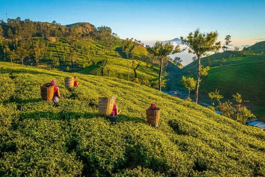 Workers wearing baskets harvest tea leaves on a sunlit, green hillside plantation—an iconic scene you’ll witness during a Sri Lanka cultural tour, with rolling hills and trees stretching out in the background.