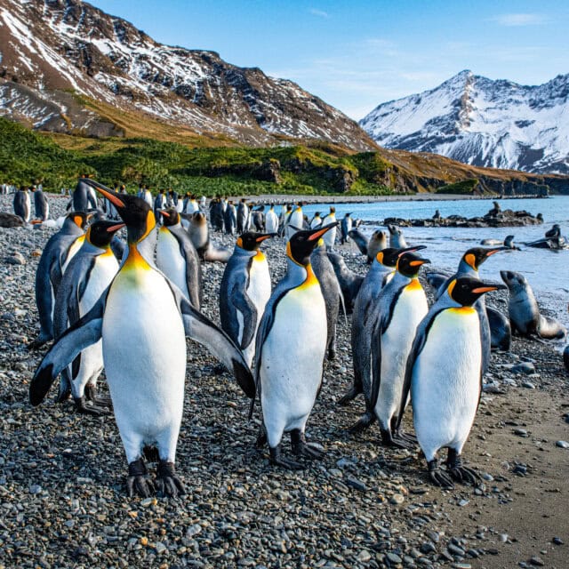 A group of king penguins stands and walks on a rocky shore, with snow-capped mountains and a body of water in the background—a stunning scene often witnessed on an Antarctica tour.